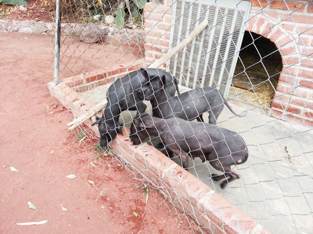 Xoloitzcuintli dogs, Teotihuacán ruins, Mexico City, Mexico.