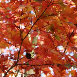 5 Things to do this Fall in Vancouver