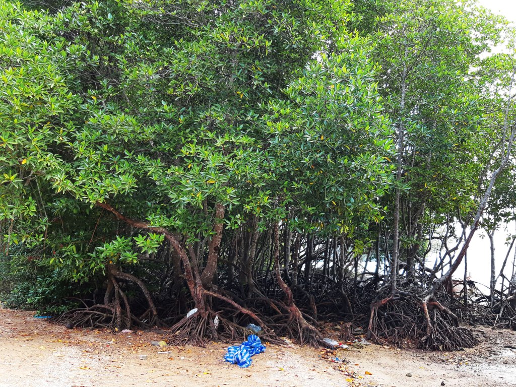 Mangroves in Krabi, Thailand.