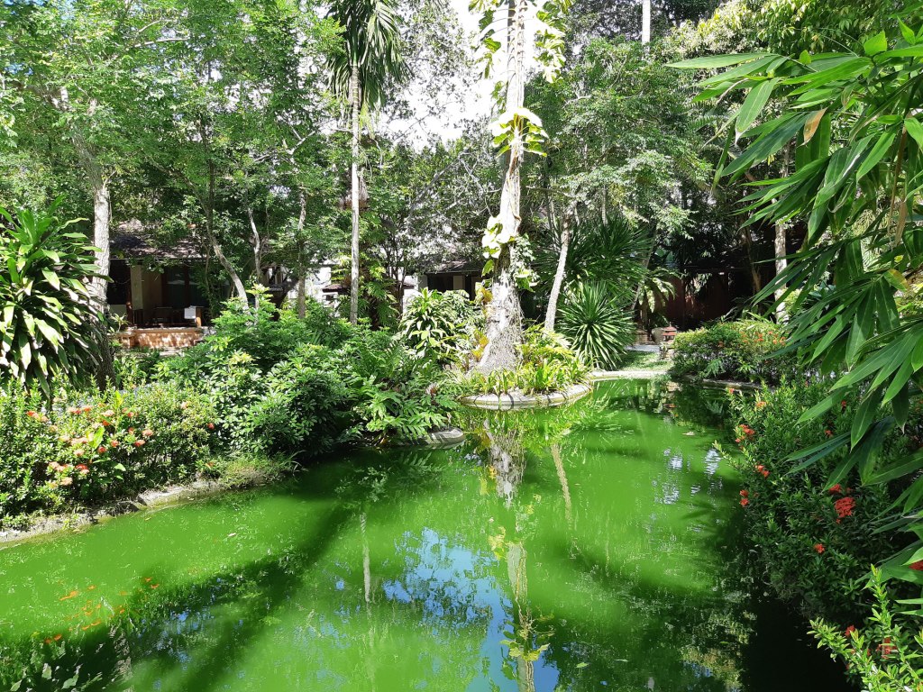 A beautiful pond by our villa, Krabi, Thailand.