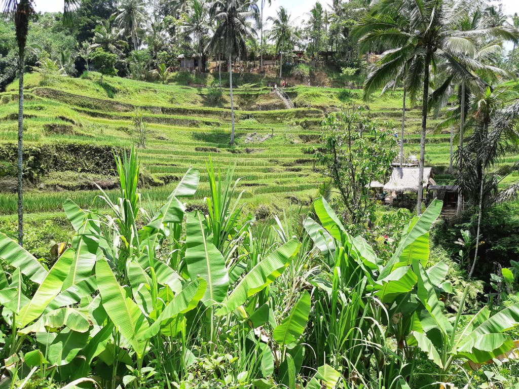 Tegallalang Rice Terrace, Bali, Indonesia.