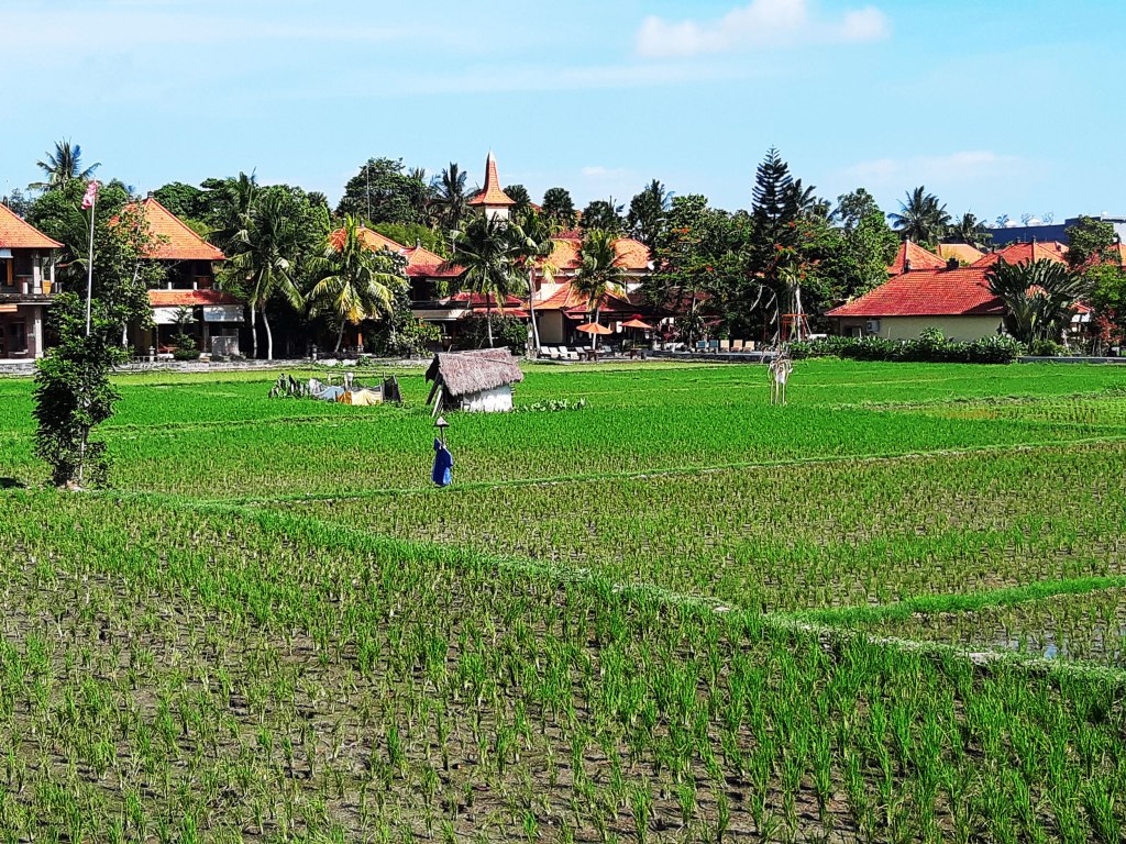 Rice field near the Monkey Sanctuary, Bali, Indonesia.