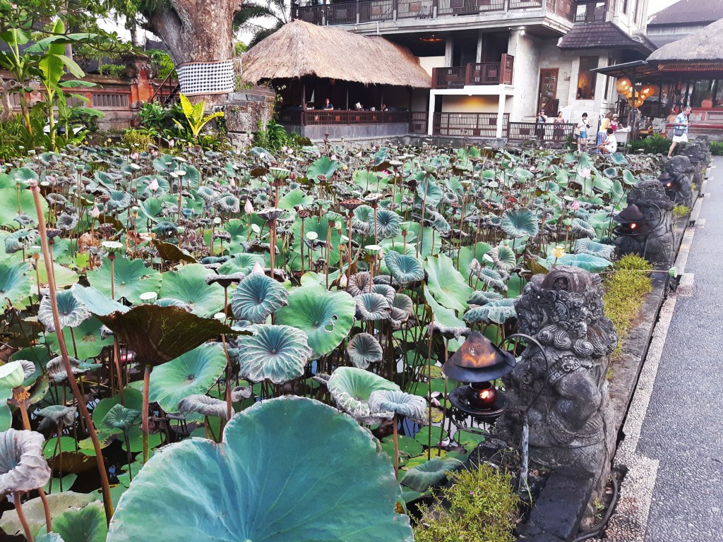 Lillies at Ubud Palace, Bali, Indonesia.
