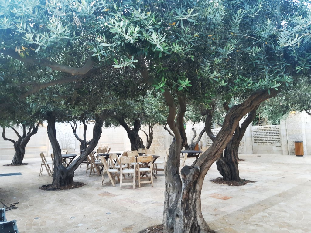 Olive trees (these ones pictured by the City of David). Jerusalem, Israel.