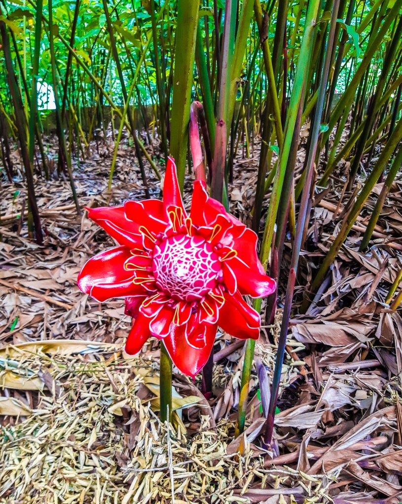 Soroa Botanical Garden, Soroa, Cuba.