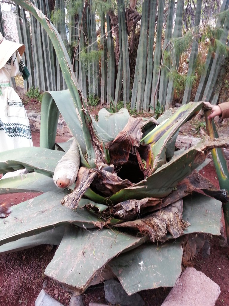 Agave Plant, Mexico City, Mexico.