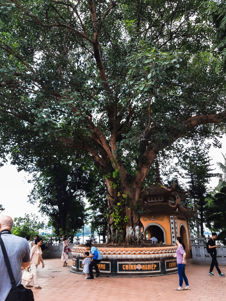 Bodhi Tree at Chùa Trấn Quốc, Vietnam