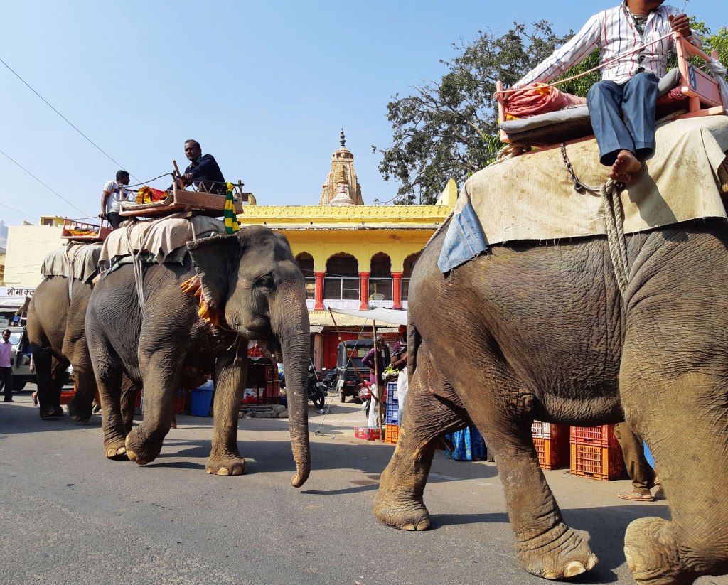 Elephants walking to Amber Palace, Jaipur, India.
