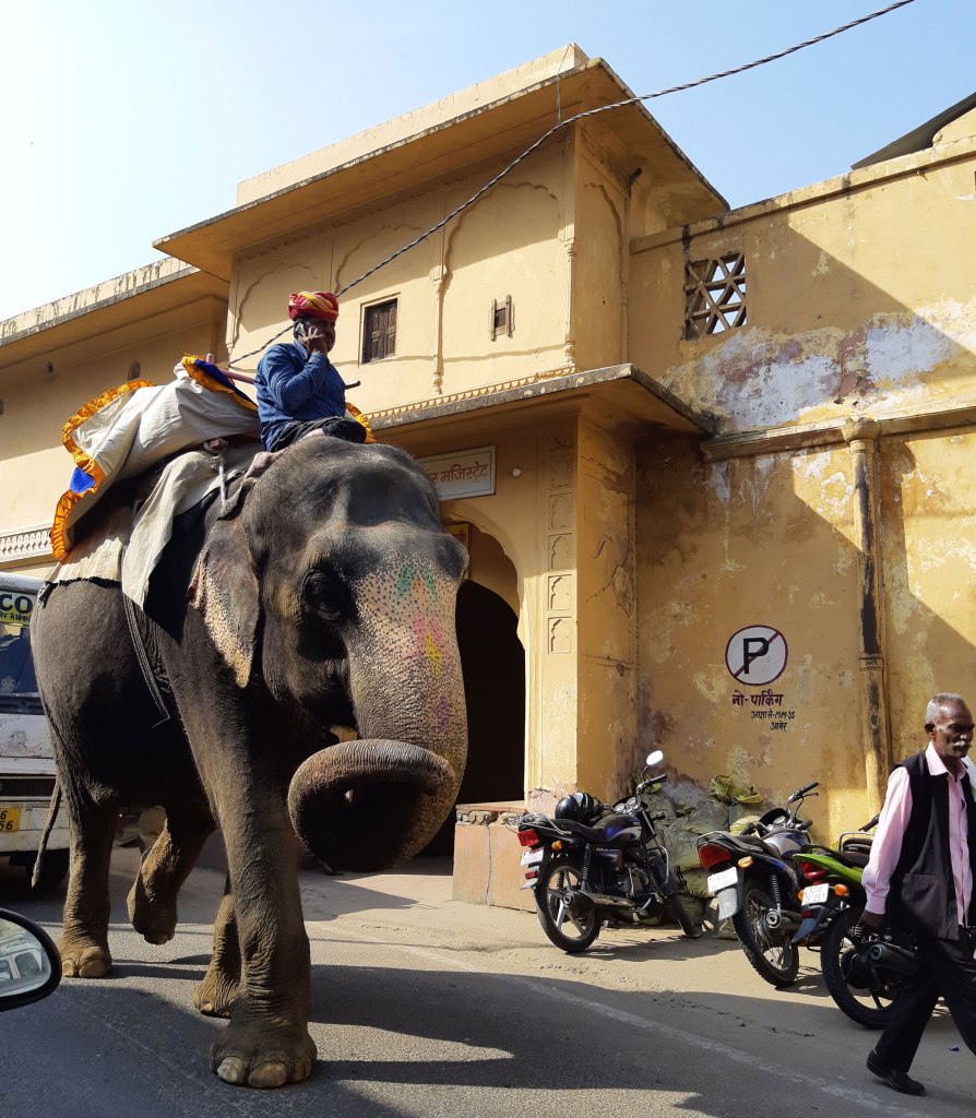 Elephant in Jaipur, India.