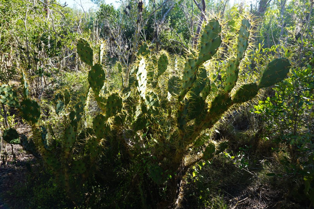 Reserva Ecológica Varahicacos, Varadero, Cuba.