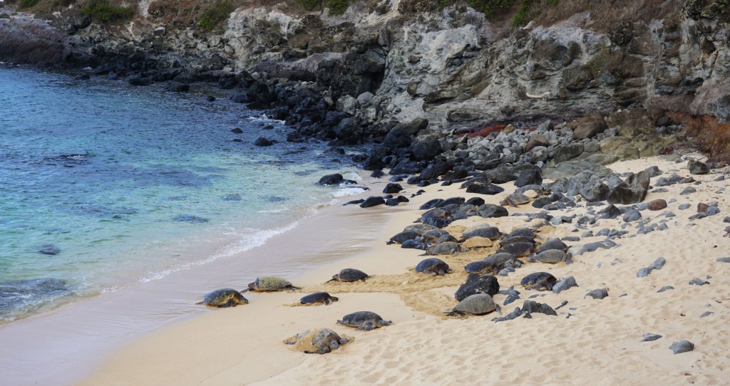 Turtles at Ho'okipa Beach Park, Maui, Hawaii.