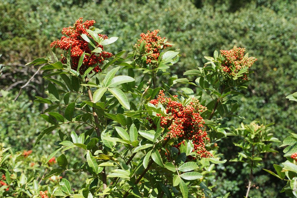 Iao Valley State Park, northwest of Maui, Hawaii.