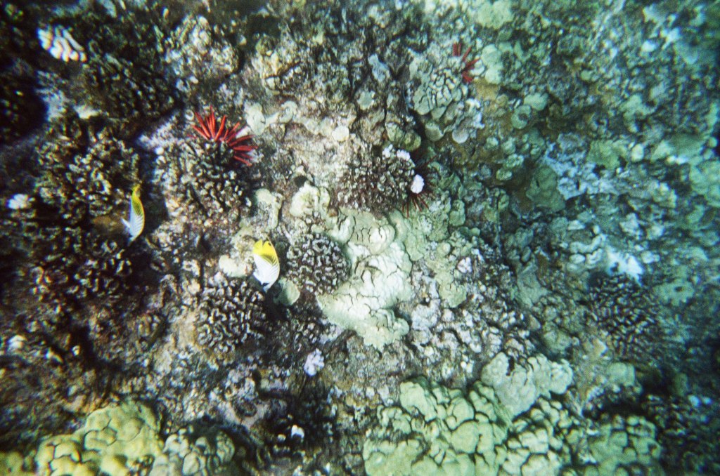 Corals at Molokini Crater, Maui, Hawaii.