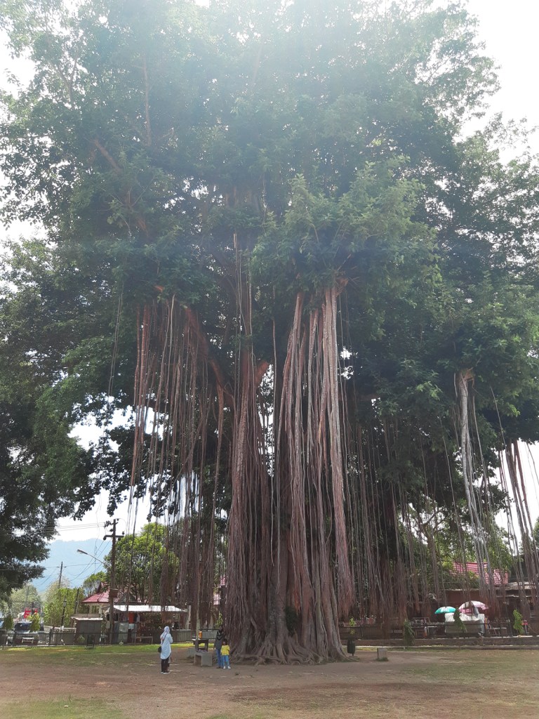Bodhi Tree on the Mendut Temple grounds, Central Java island, Indonesia.