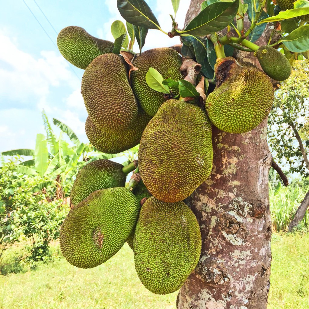 Jackfruit, Uganda, Africa, travel.